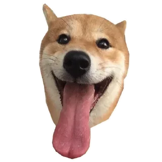 🐶