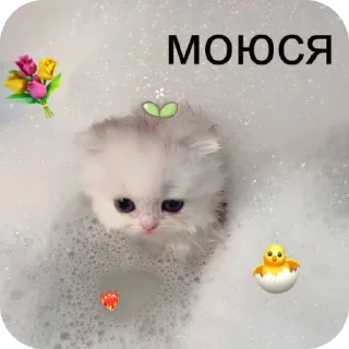 🐱