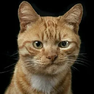 🐈