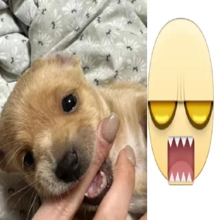 🌟