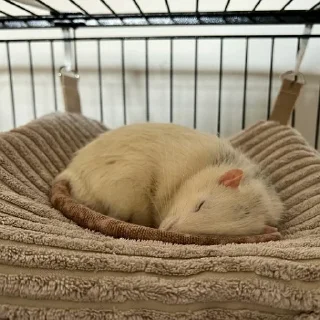 💤