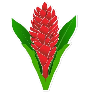 🇼🇸