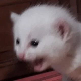 💗
