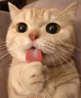 😋