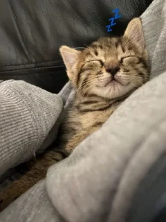 💤