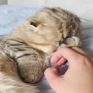 😻