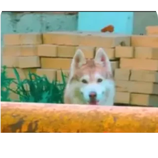 🐶