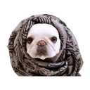 🐶
