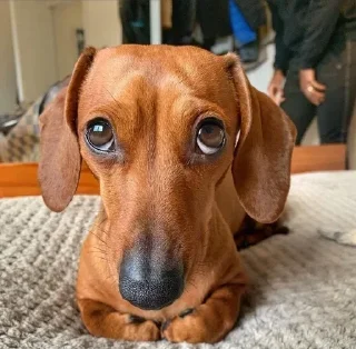 🥺