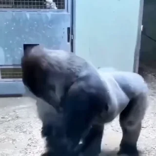 🦧