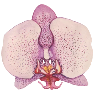 🌸