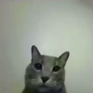 Такие себе GIF :: @suchgif