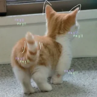 🐾