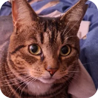 🐱