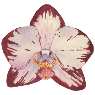 🌸