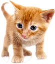 🐱
