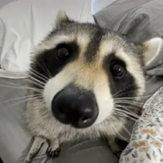 👃