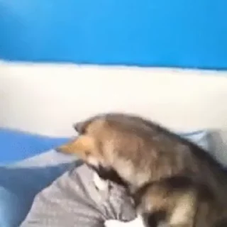 🛌