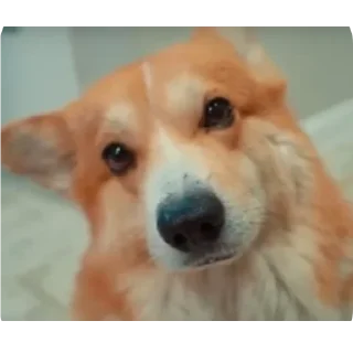 🐶