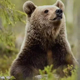 🤩