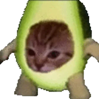 🐈