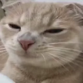 🤭