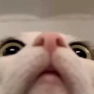 😸