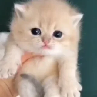 🥹