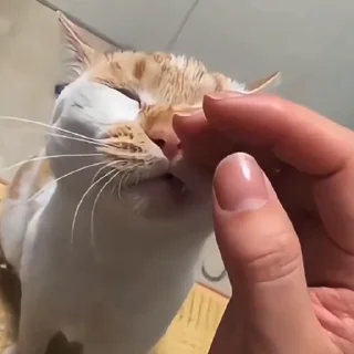 🐈