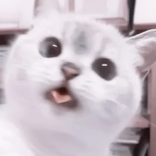 🥠