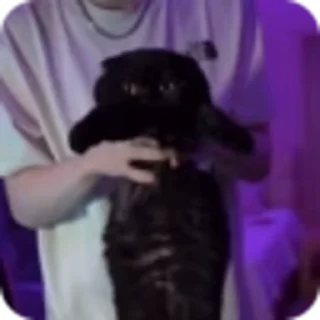 🐈‍⬛