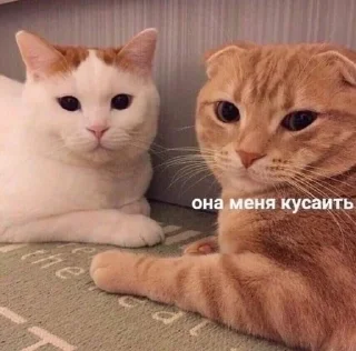 🐱