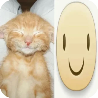 🐱