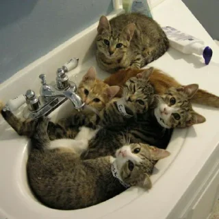 😺