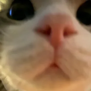 🐾