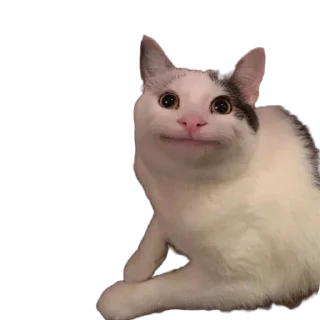 🐱