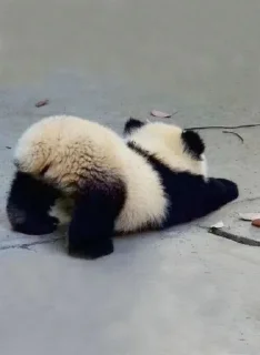 🐼