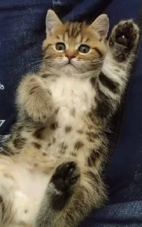🌟