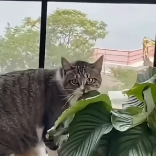 🐈
