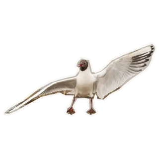 🐦