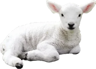 🐑