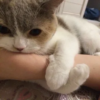 🐱