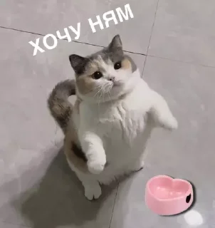 🍽
