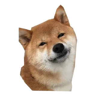 🐶