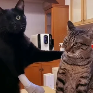 🐈
