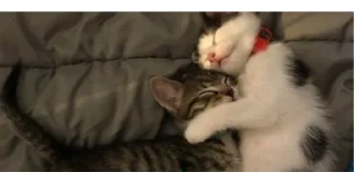 🐱