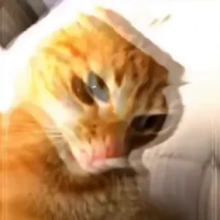 🗿