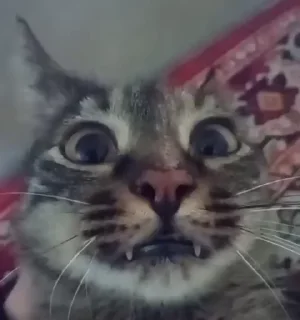 🤨