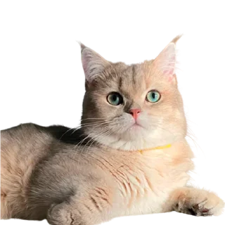 😎