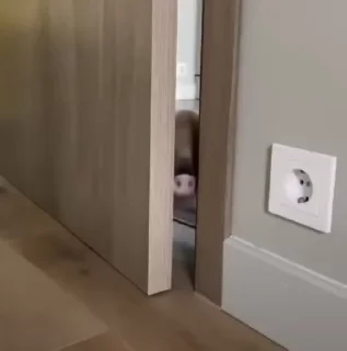 🐷